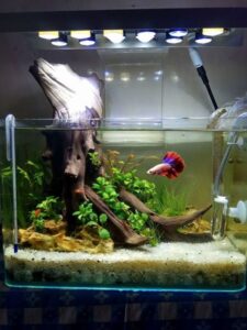 betta quarium 2