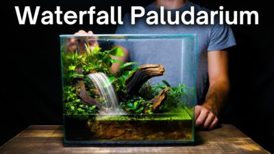 paludarium 6.