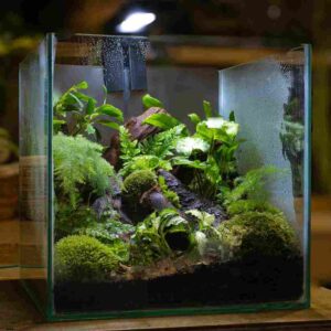 terrarium aq.2